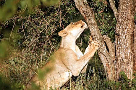 Baluleni Safari Lodge