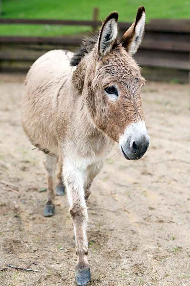 The French Country House, Tauranga