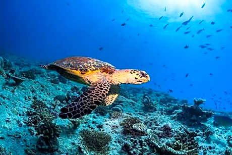 MEHEL - Holiday Home - Mahibadhoo