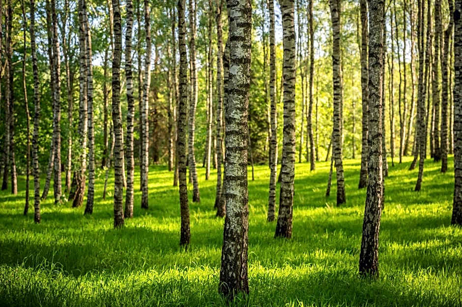 Dom Gościnny Stara Szkoła