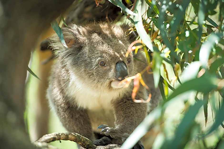 BIG4 Ingenia Holidays Phillip Island
