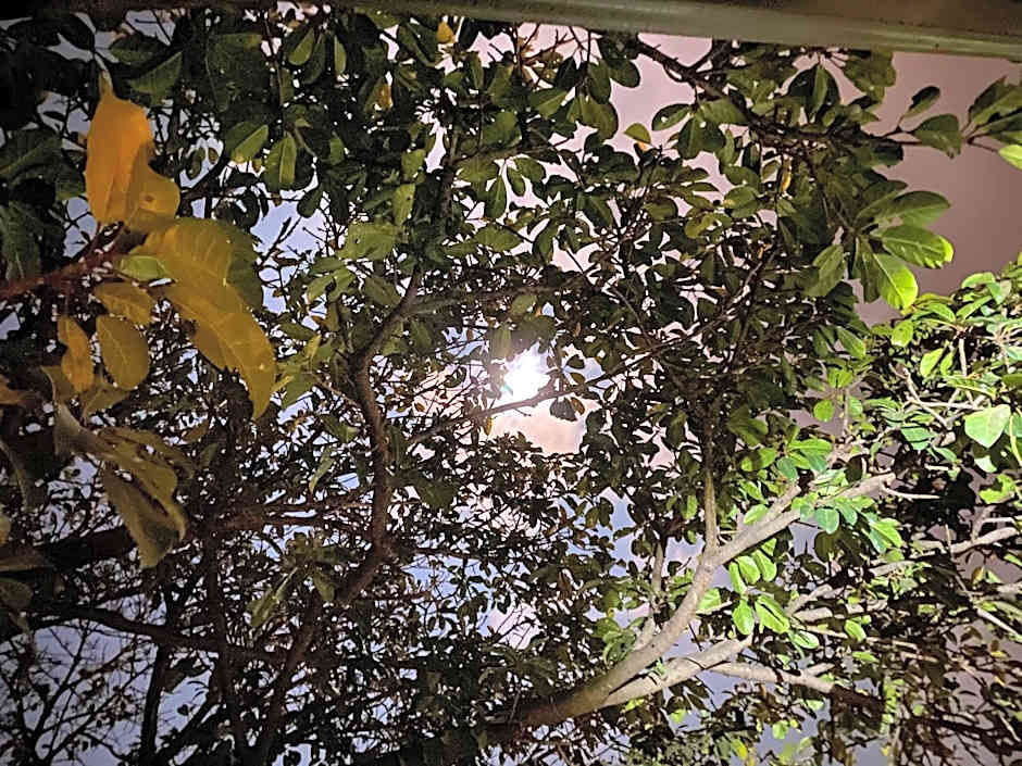 La Bella B&B Under The Fig Tree