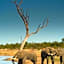 Tingala Lodge - Bed in the Bush