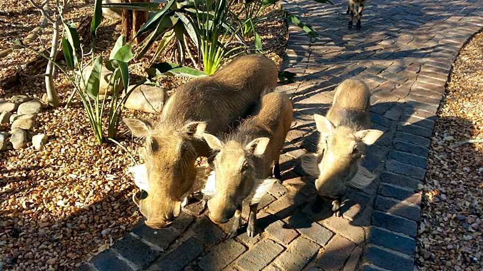 Call of the Wild Lodge