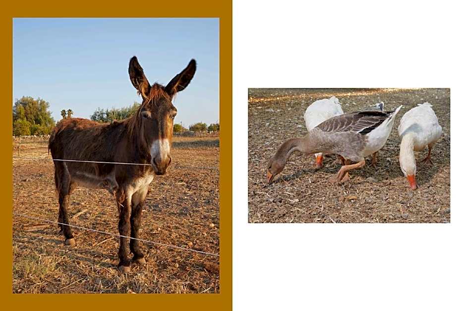 hiresicily - Casale della Pergola