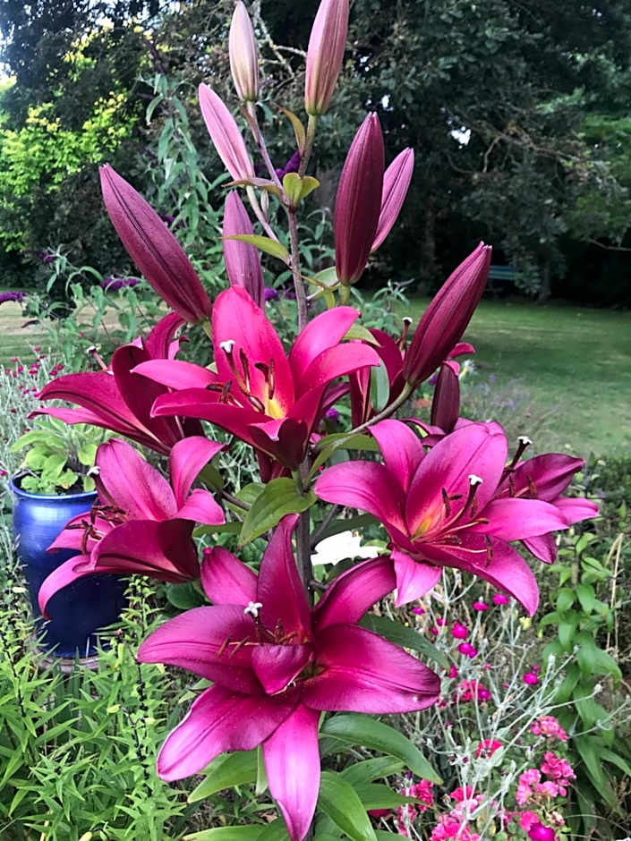 Newlands Bed and Breakfast