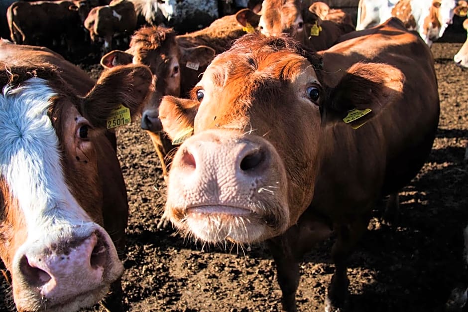 Biobauernhof Jagglhof