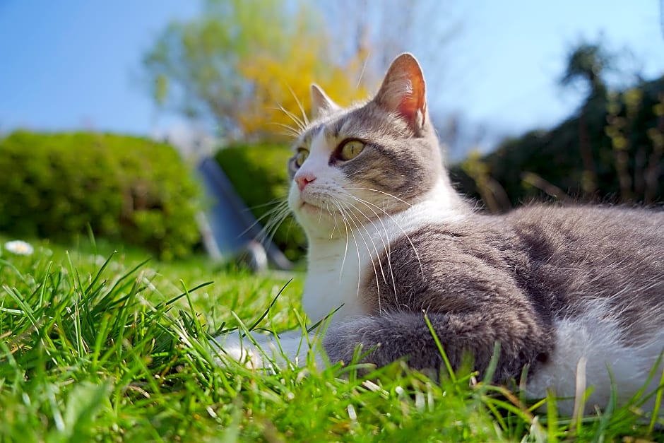 Le Domaine du Verger gîtes et SPA