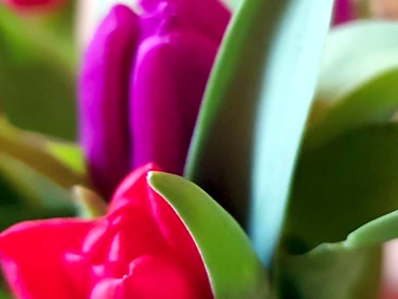 Domaine de la Petite Tour