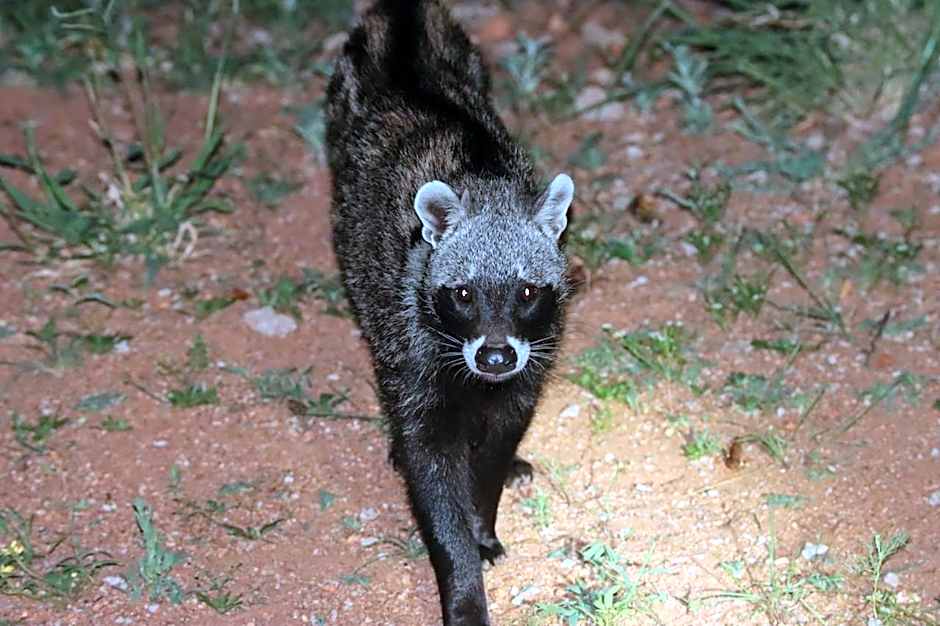 Ku Sungula Safari Lodge