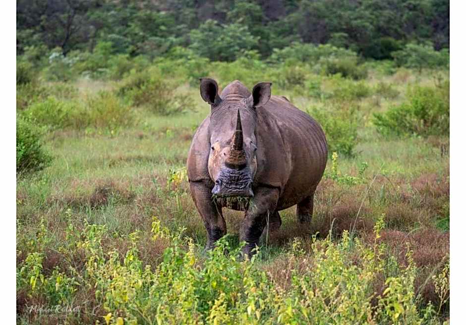Ndlovu Safari Lodge