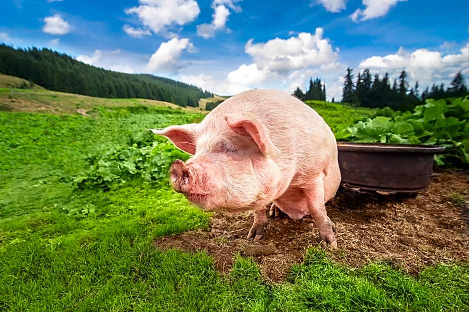 Alpenhof Hotel Garni Suprême