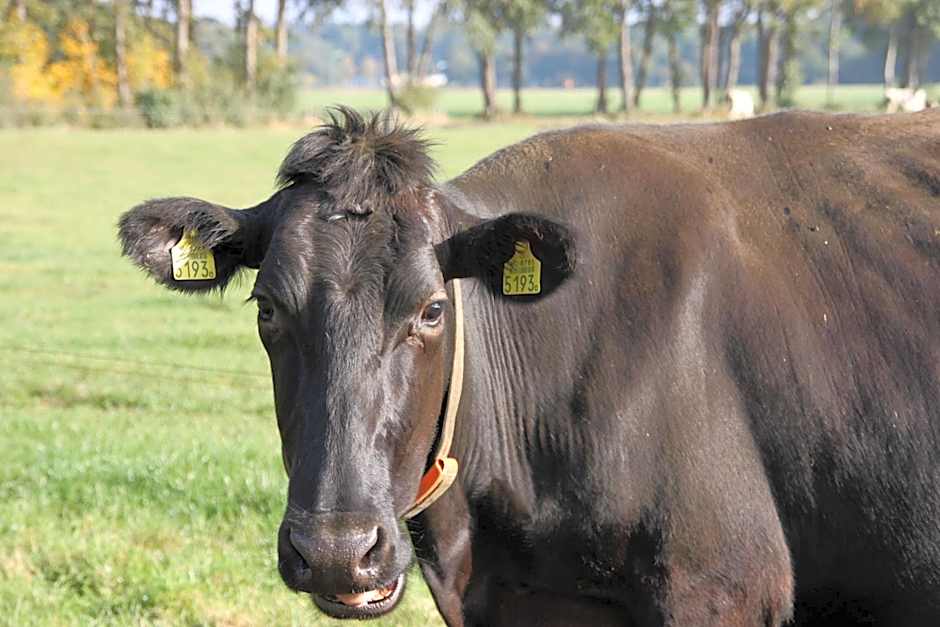 Bed and Breakfast De Volkelse Hooiberg