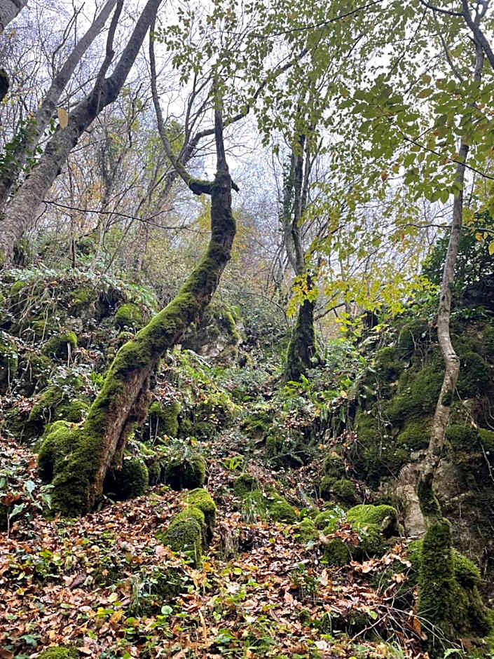 Mooie bungalow in de prachtige natuur