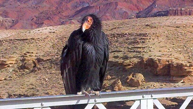 Lee's Ferry Lodge at Vermilion Cliffs