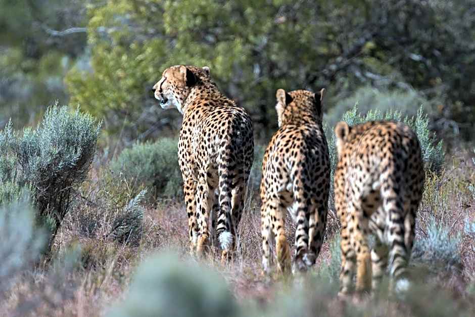 Pumba Private Game Reserve