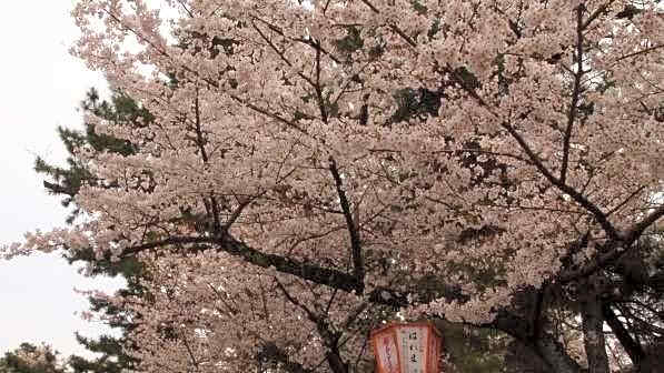 Ark Hotel Kyoto