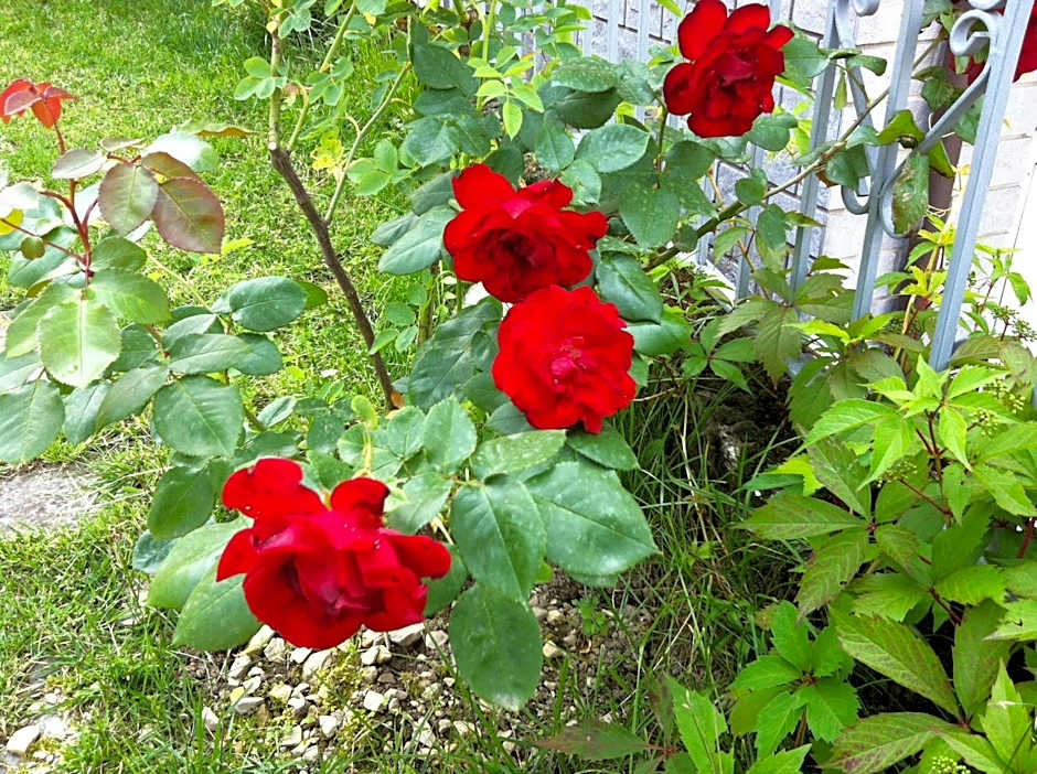 B&B Cherry En Rose