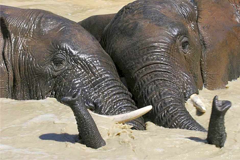 Barefoot Addo Elephant Lodge