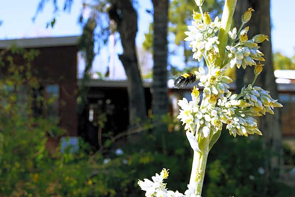 Grey Goose Game Lodge
