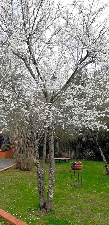 Gli Ulivi Bed & breakfast