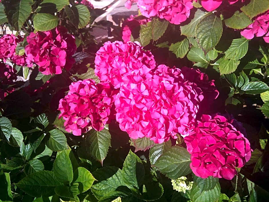 Greenfield Chambres d'Hôtes