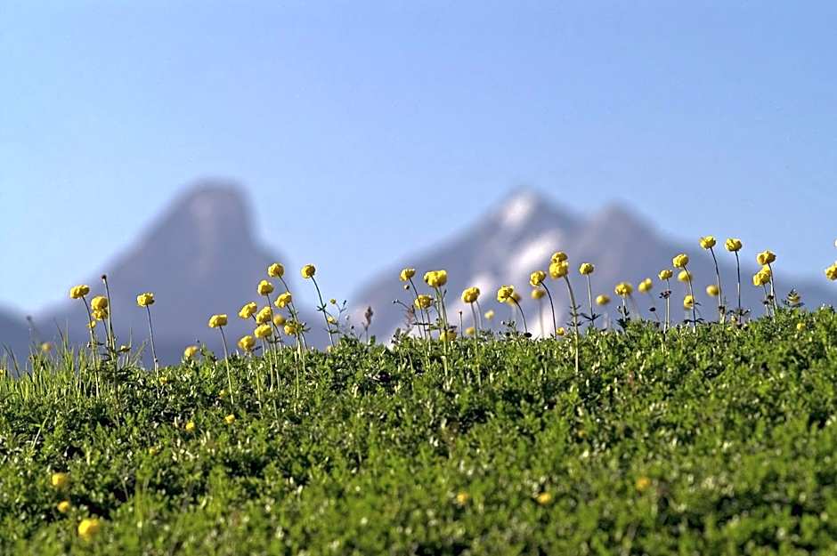 Mats Lech Alpenquartier