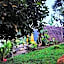 Green Forest Tangkahan