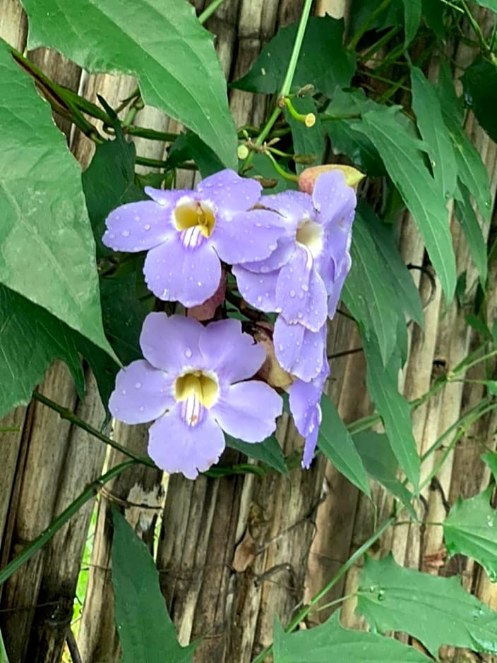 Pousada Cipó Container Chalés Privativos com lareira - Centro da cidade