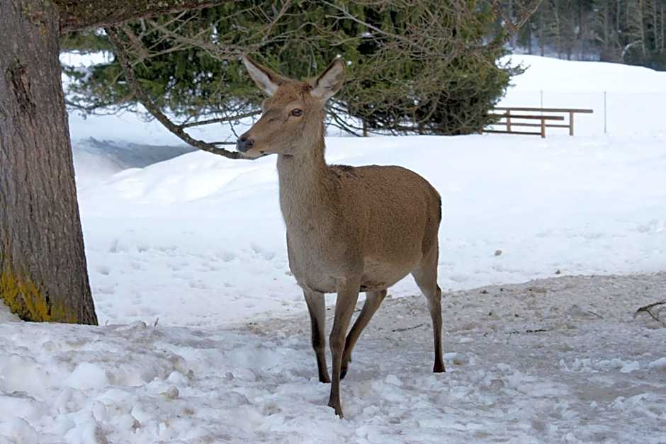 Sporting Clubresidence