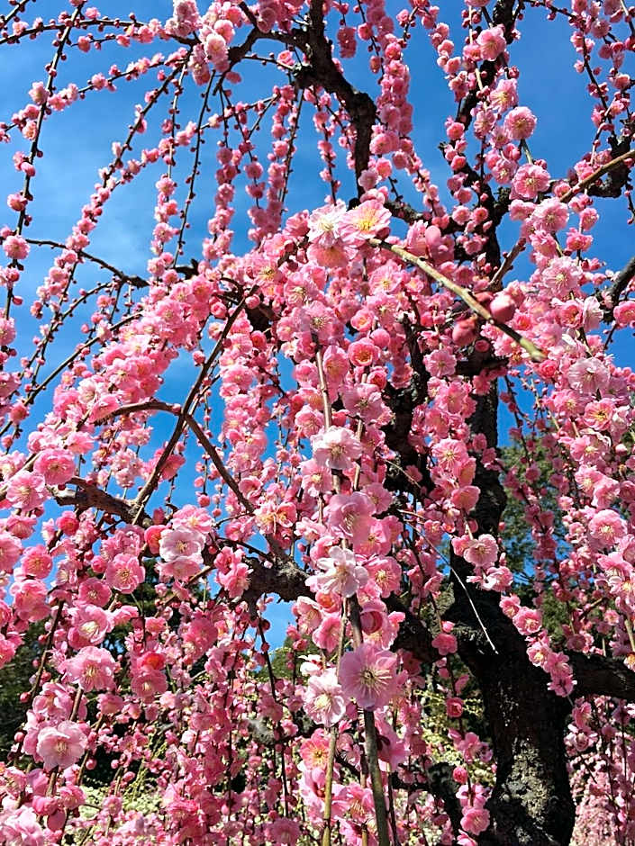 Hotel Econo Tsu Station