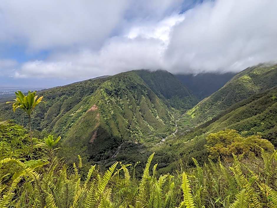 Hale Mai Hopohopo