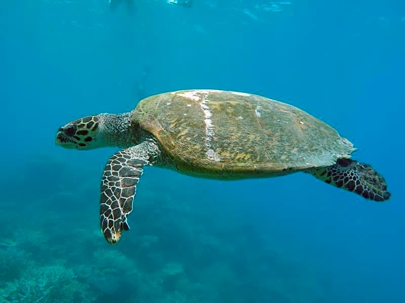 Narnia Maldives Hotel at Maafushi