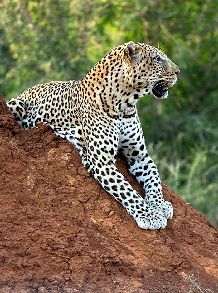 Tuningi Safari Lodge