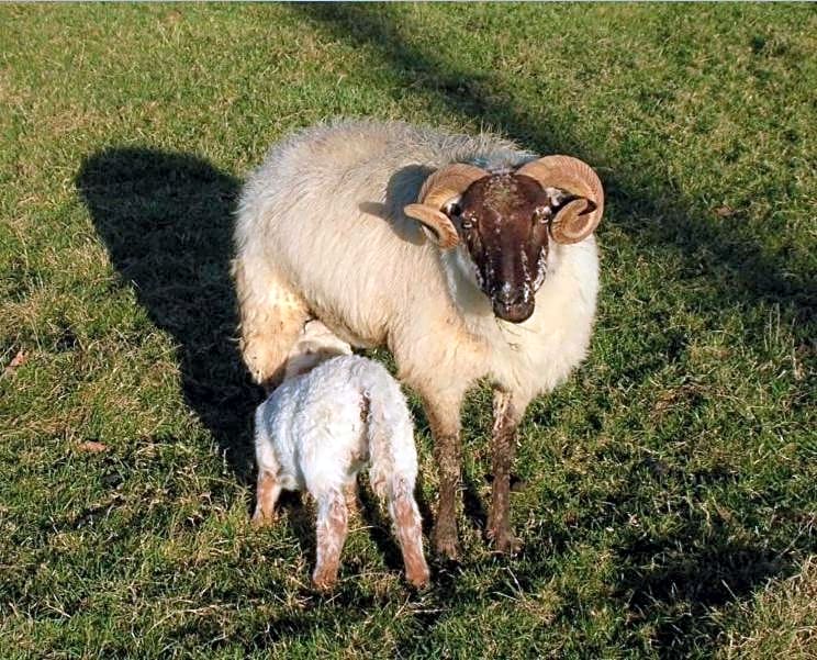 Chambres d'Hôtes Oyhanartia