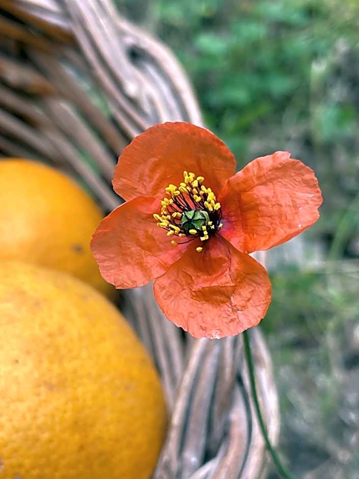 S'Arenada Hotel - Adults Only