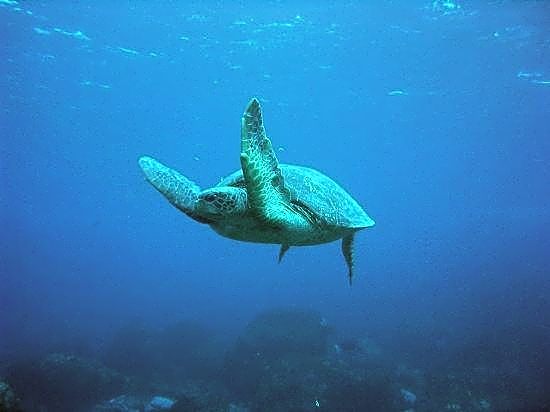 Lodge Ocean