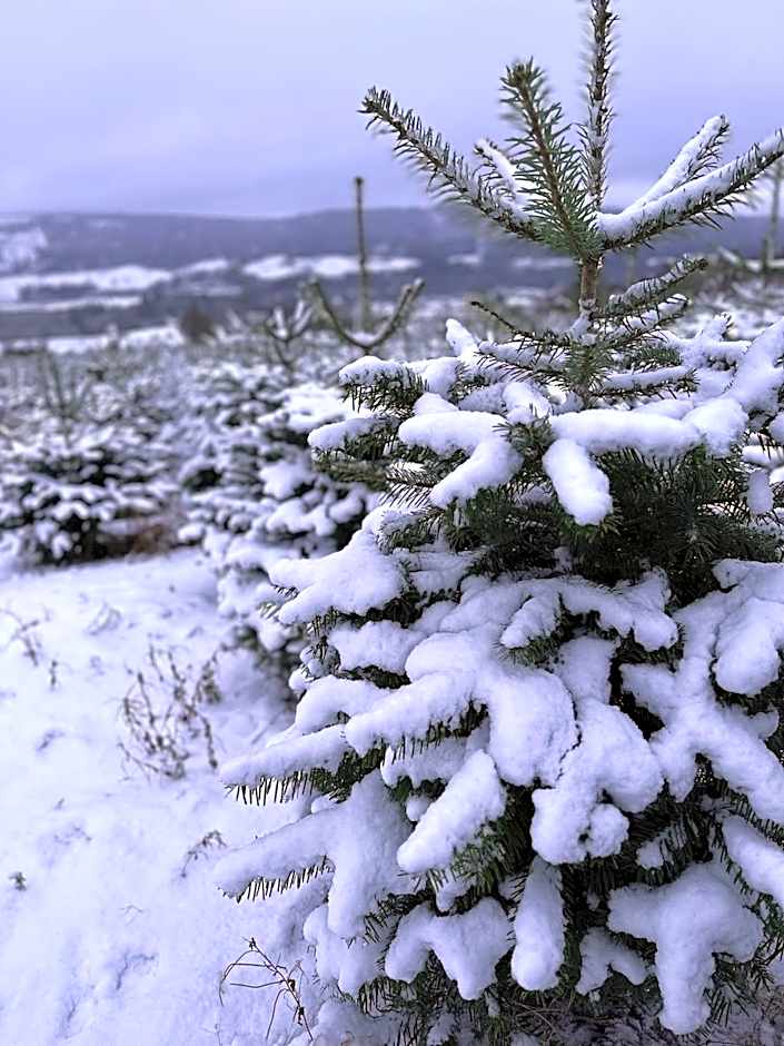 Kinnaird Woodland Lodges