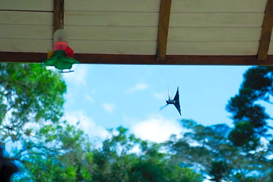 Refúgio das Araucárias