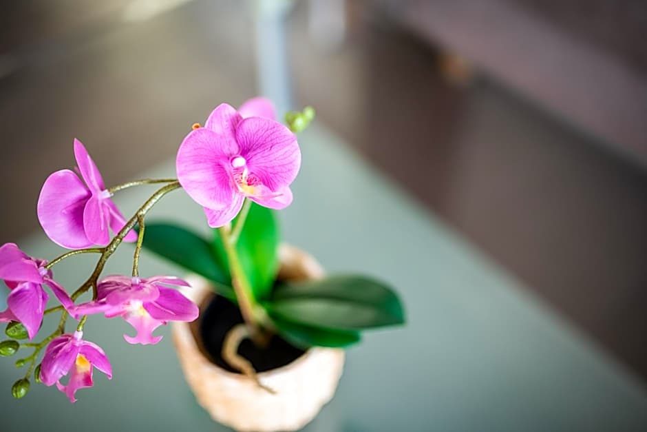 Elinas Mountain Views