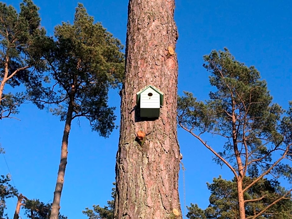 Domki Mi¿dzy Sosnami