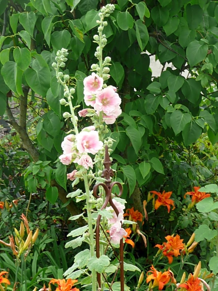 Les Lilas de Bellefontaine