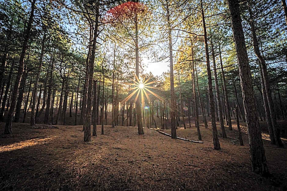 Strandstudio's Camperduin