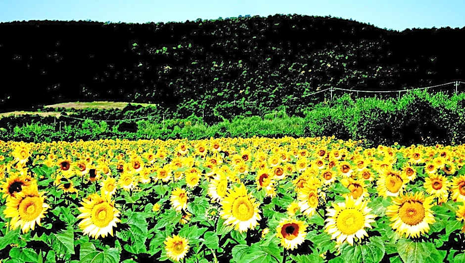 Azienda Agrituristica I Tre Casali