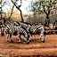 Imbube Safari Lodge