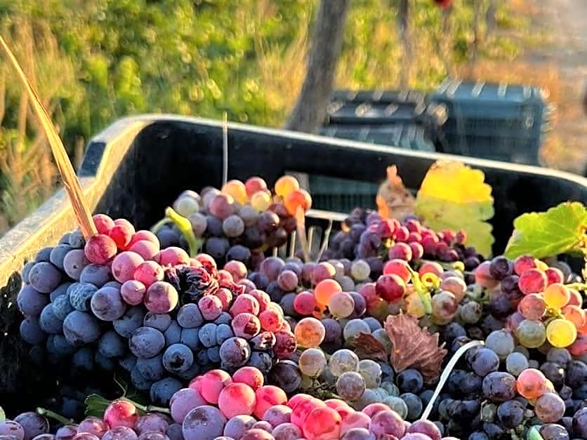 D'VINO Valle De Guadalupe