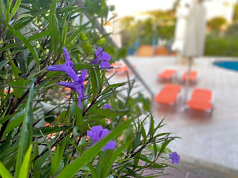 Pantheon Apartments & Studios