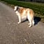 Swiss Borzoi House