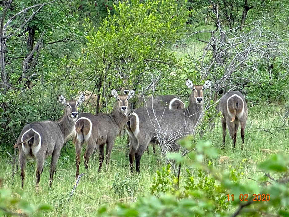 Limpokwena Nature Reserve