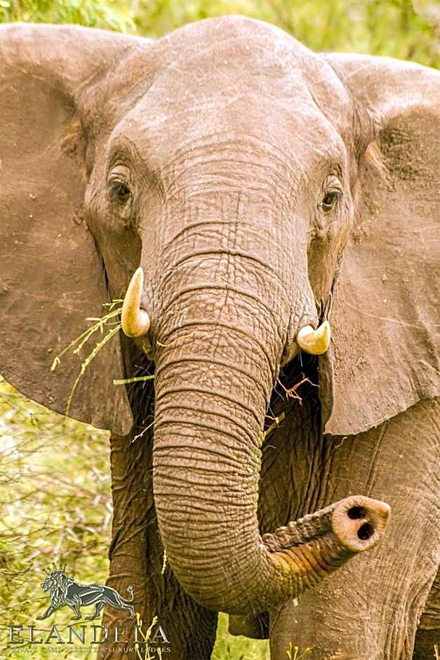 Elandela Private Game Reserve and Luxury Lodges Pty Ltd